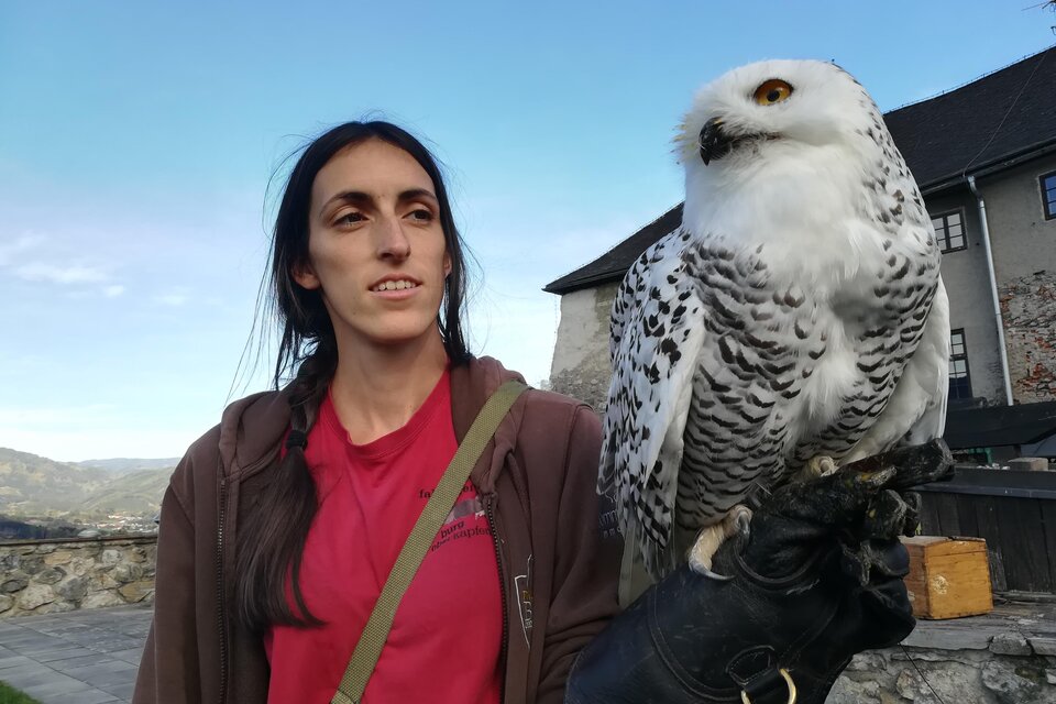 Greifvogelschau Kapfenberg Oktober 2026 – Adler und Falken im Freiflug auf Burg Oberkapfenberg
